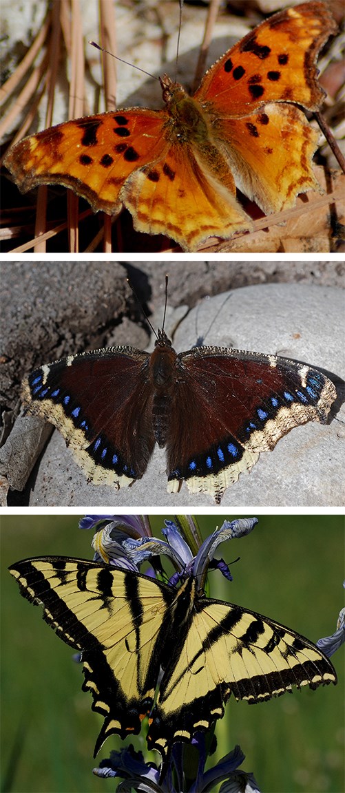 spring butterflies