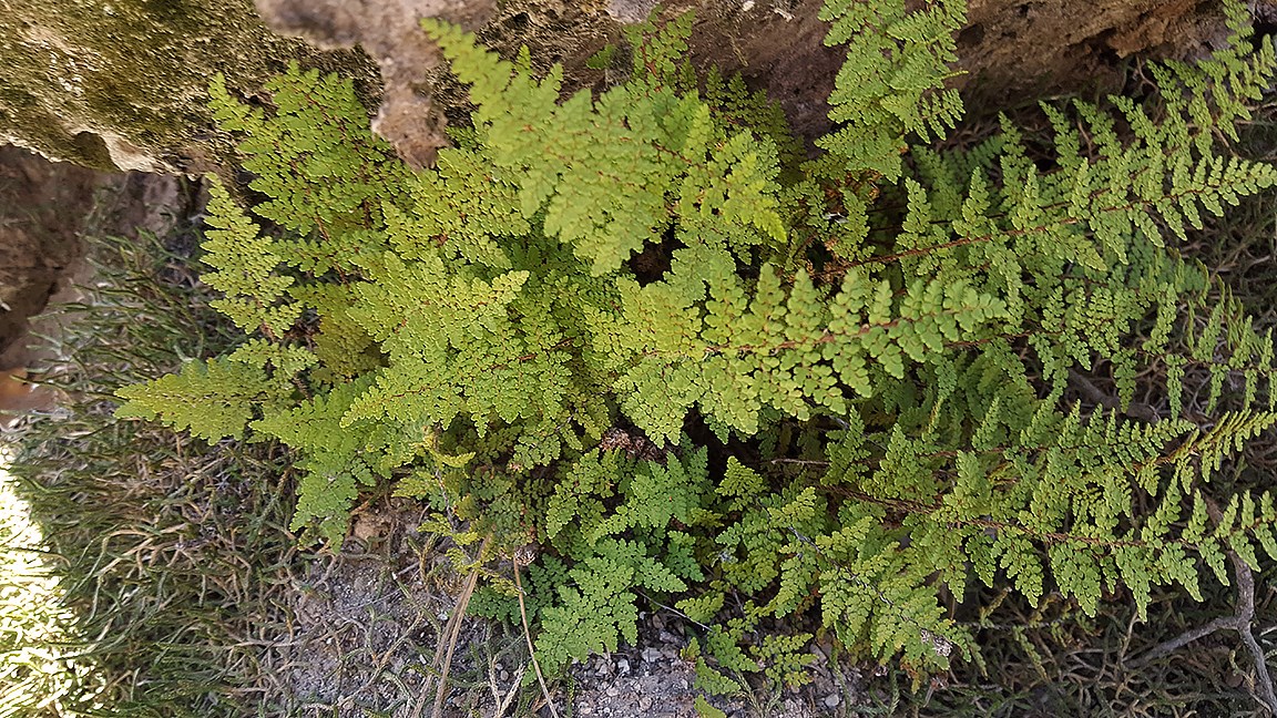 spring fern