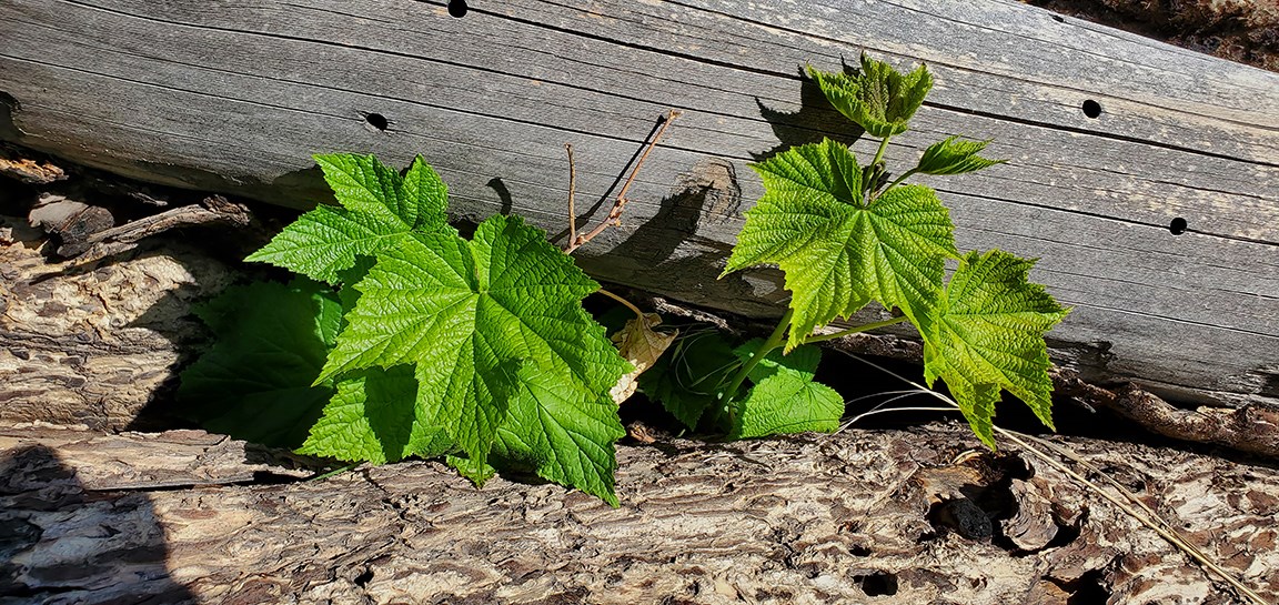 thimbleberry