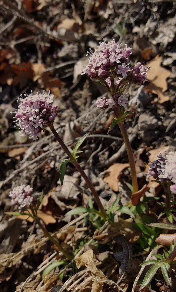 valerian