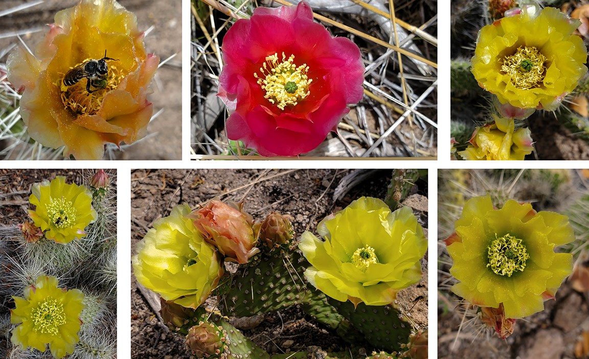 variation in prickly pear