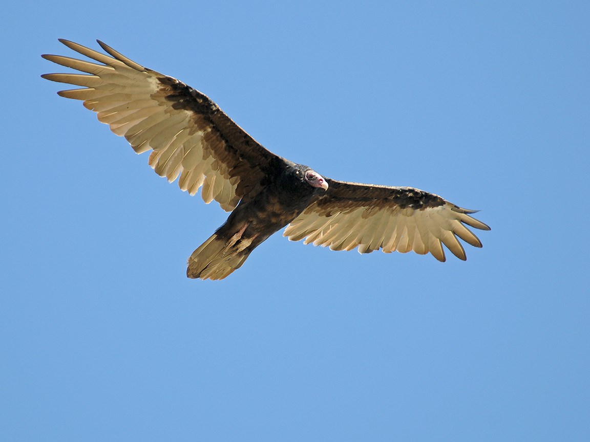 young turkey vulture in flight