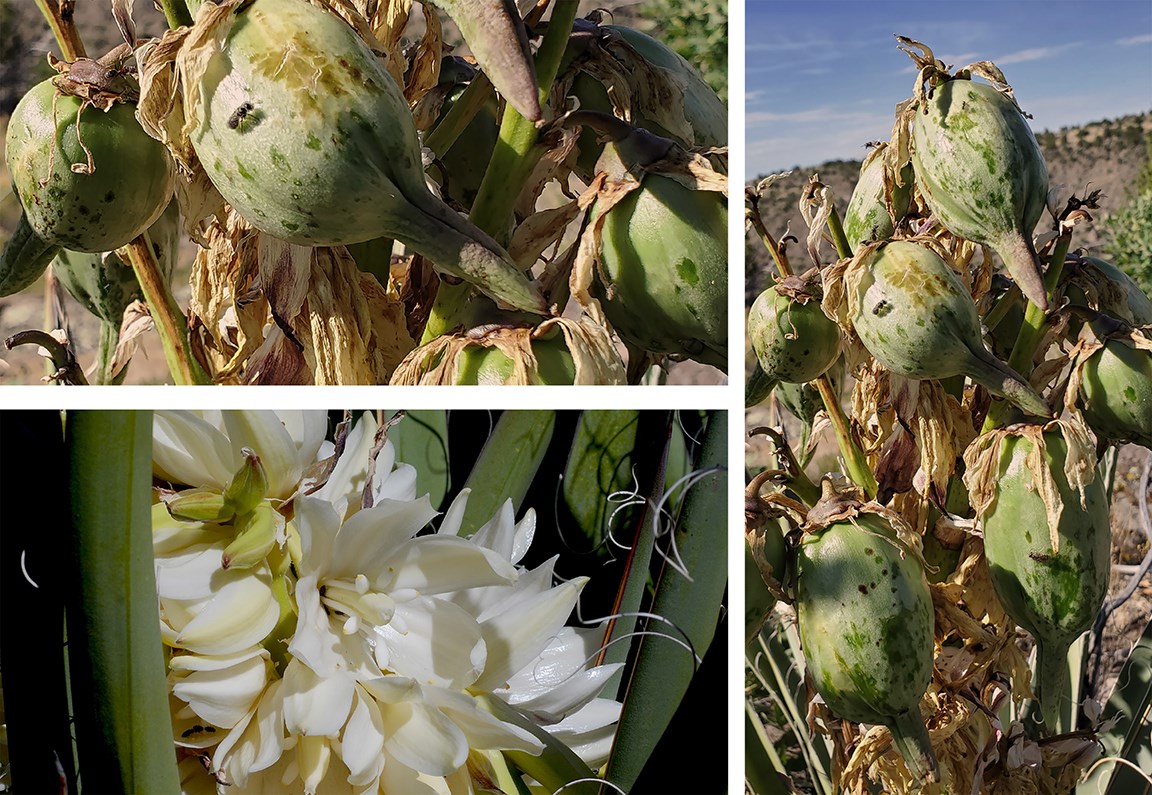 yucca flowers and fruit