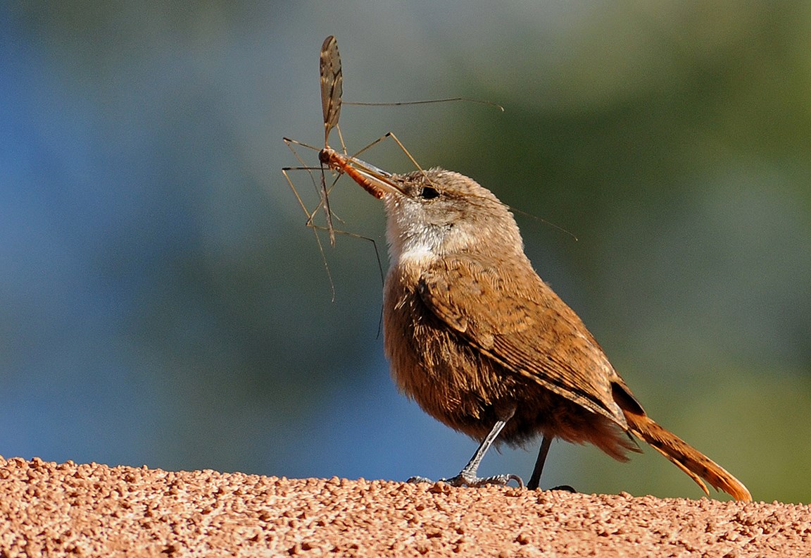 baby canyon wren with cranefly