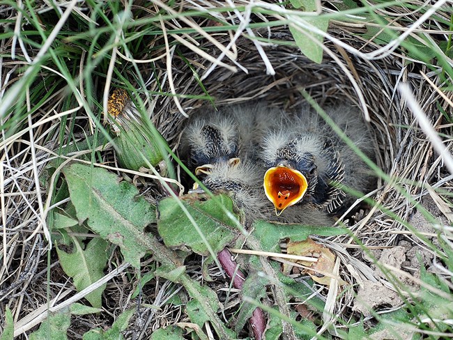 baby horned larks