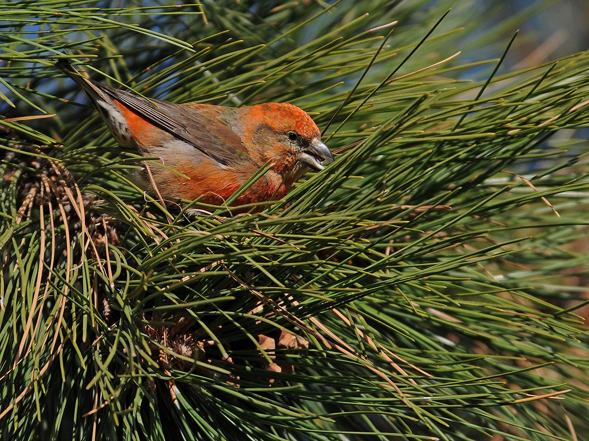 male red crossbill