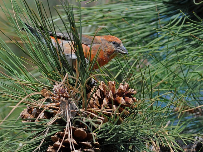 male red crossbill