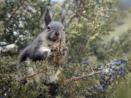 Abert's squirrel eating juniper berries Abert's squirrel eating juniper berries