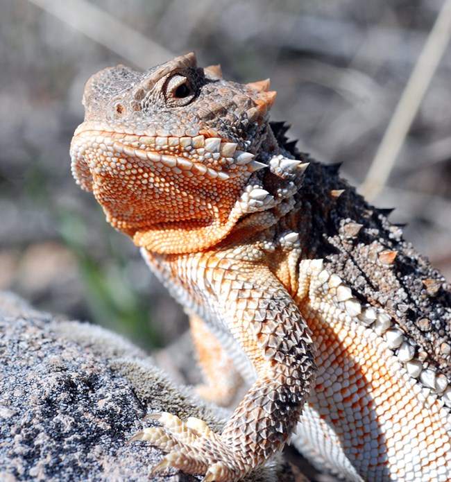 short-horned lizard short-horned lizard