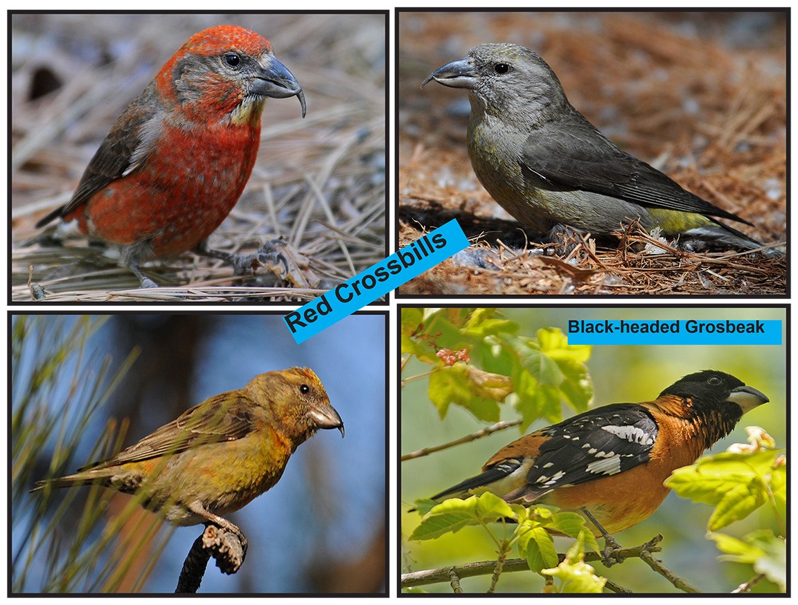 Red Crossbills Identified
