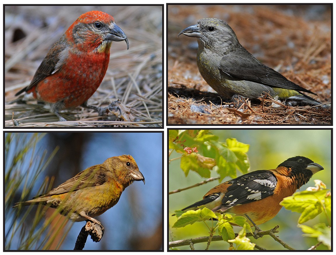 crossbills etc