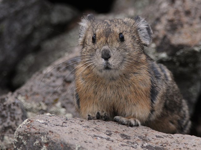 American Pika American Pika