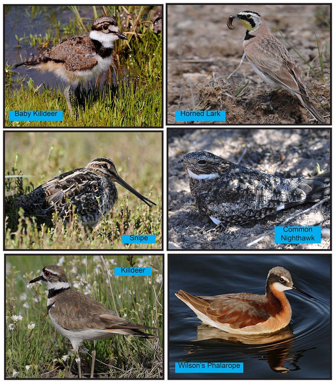 ground nesting birds with identification