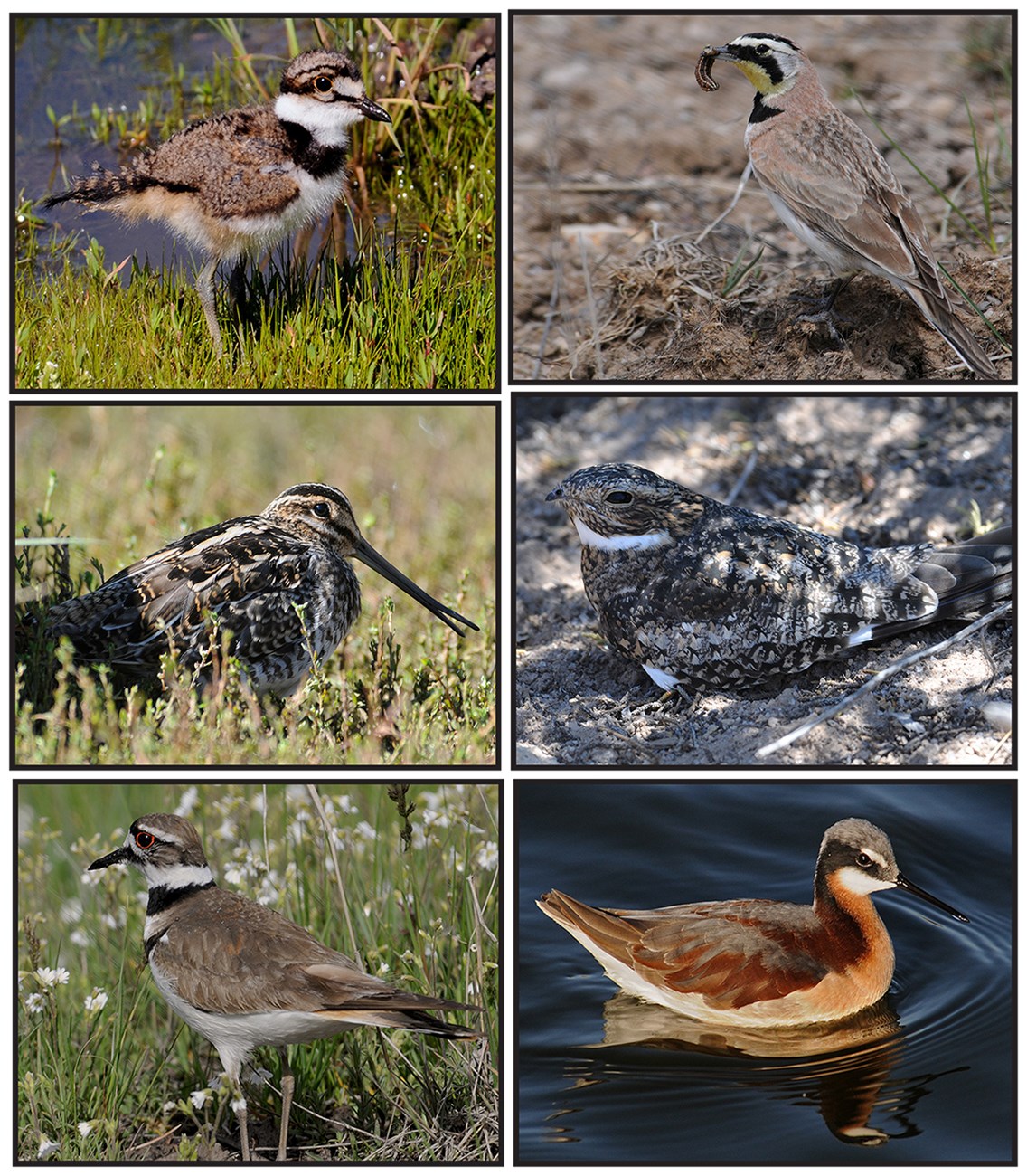 ground nesting birds