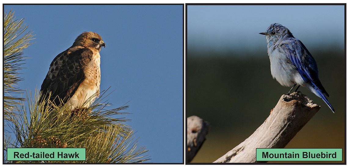 hawk and bluebird compare