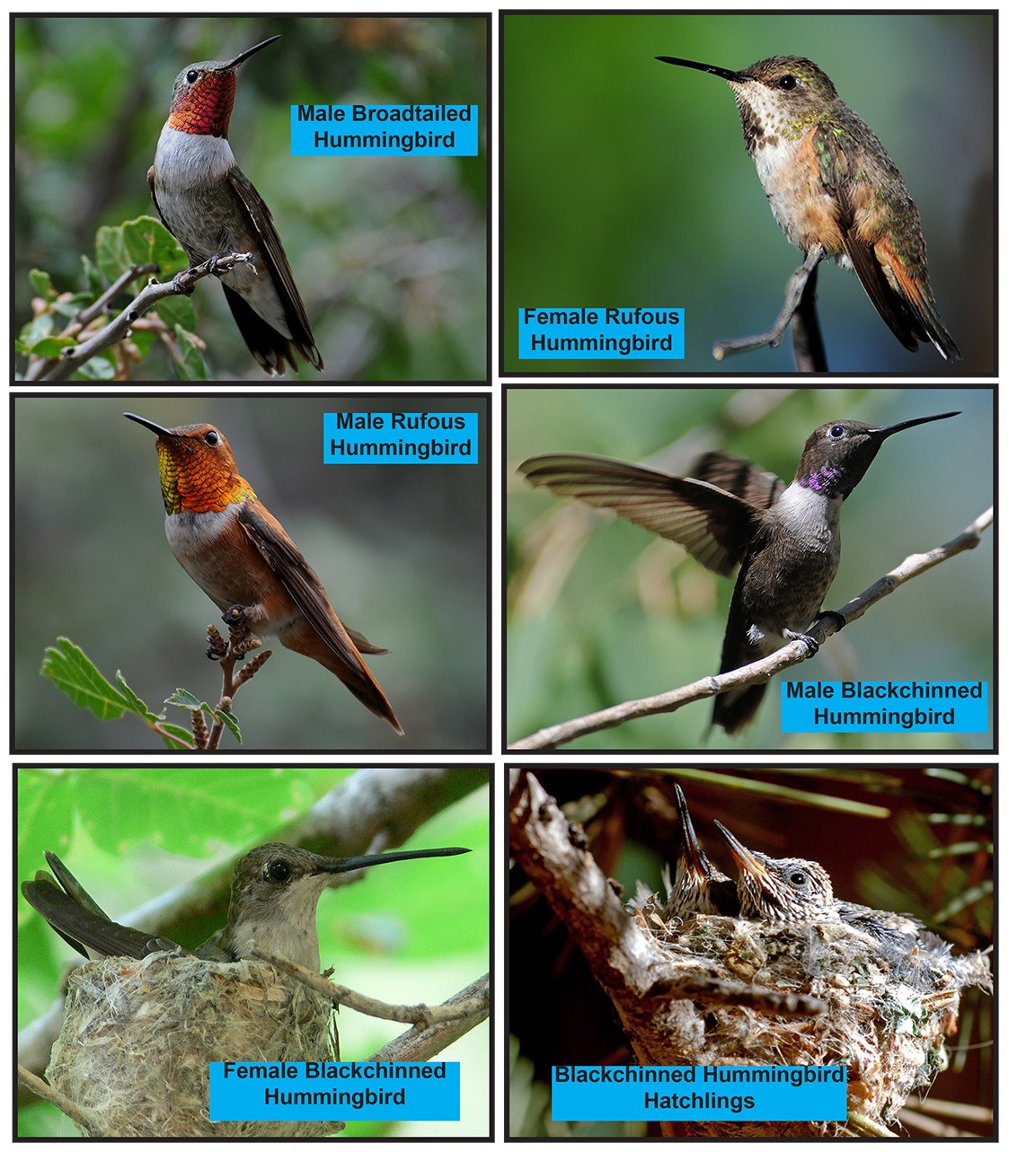 hummingbirds with identification