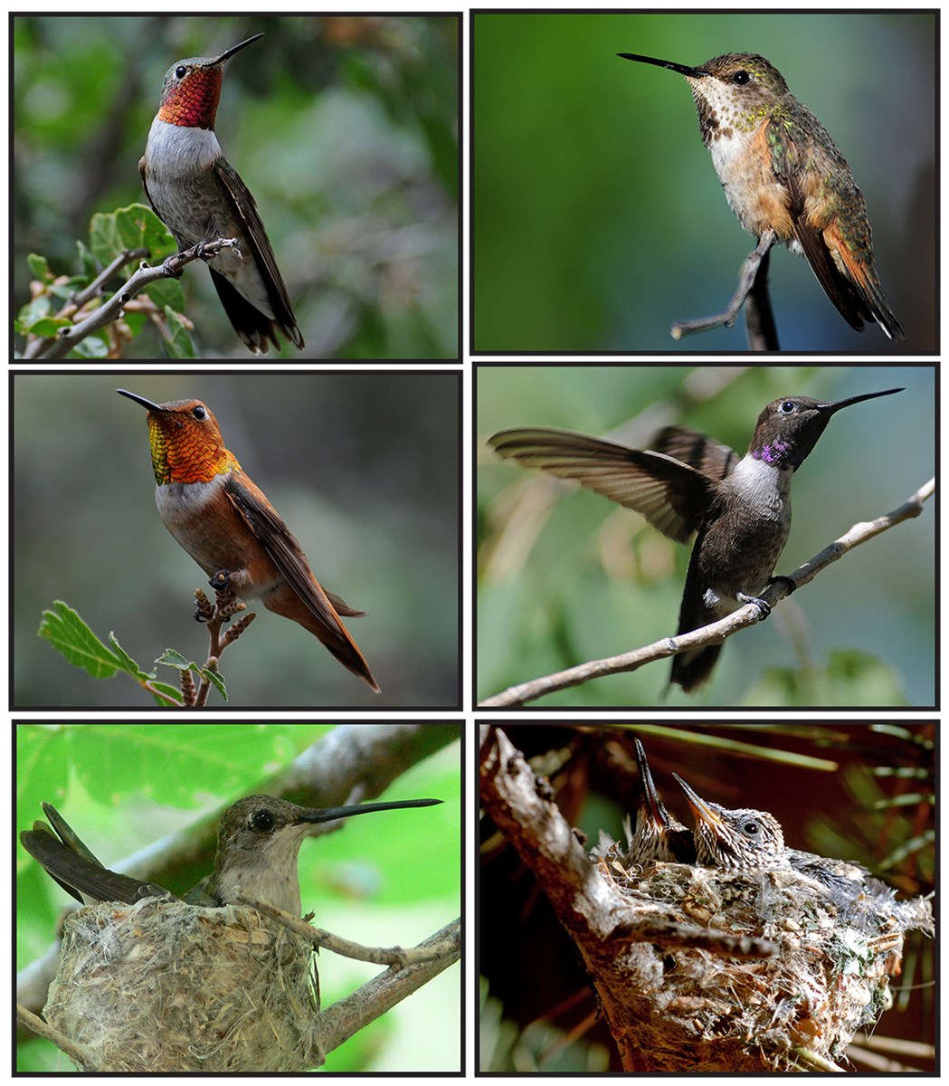 hummingbird variety