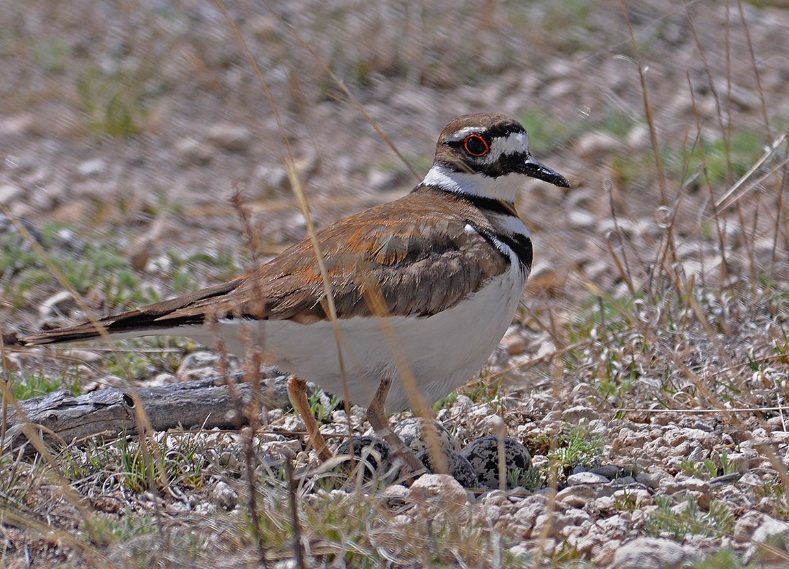 killdeer with eggs