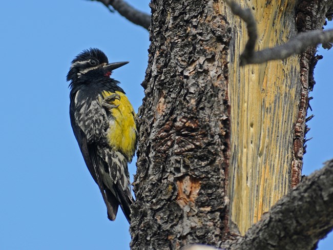 male williamson sapsucker
