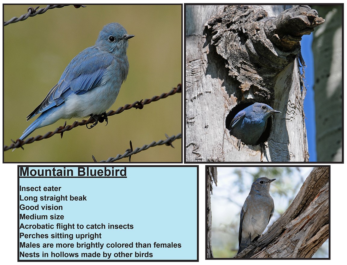 mountain bluebird information