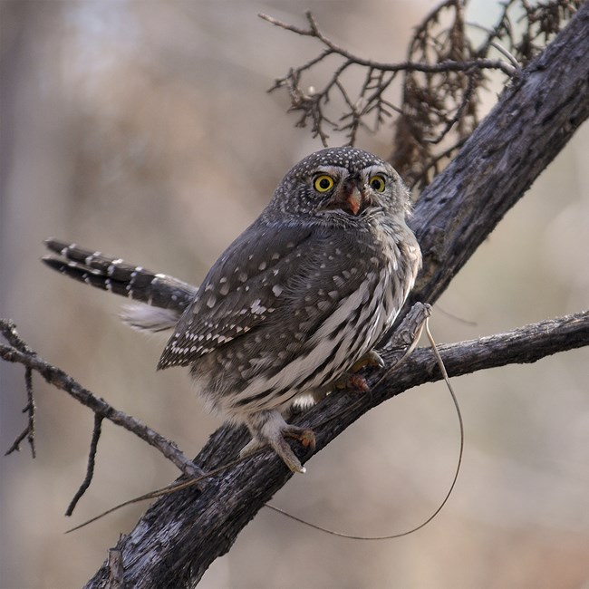 northern pygmy owl