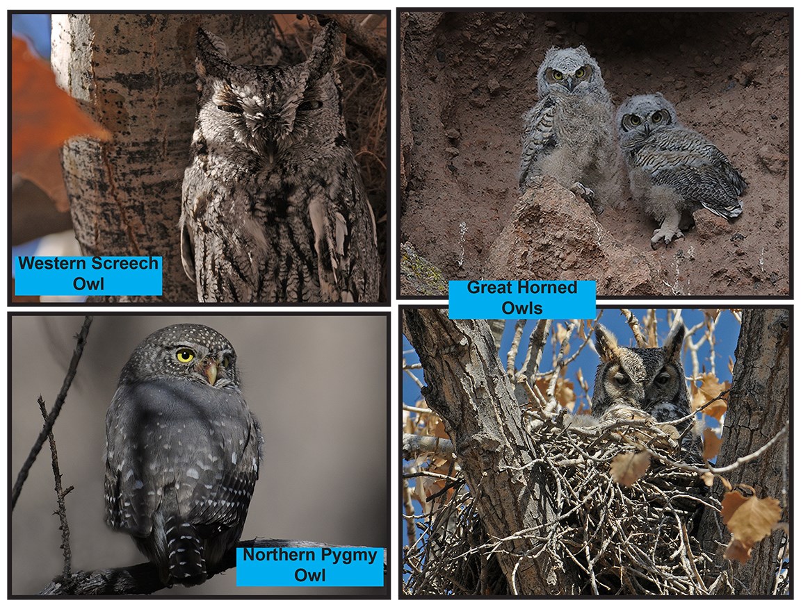 owls with identification