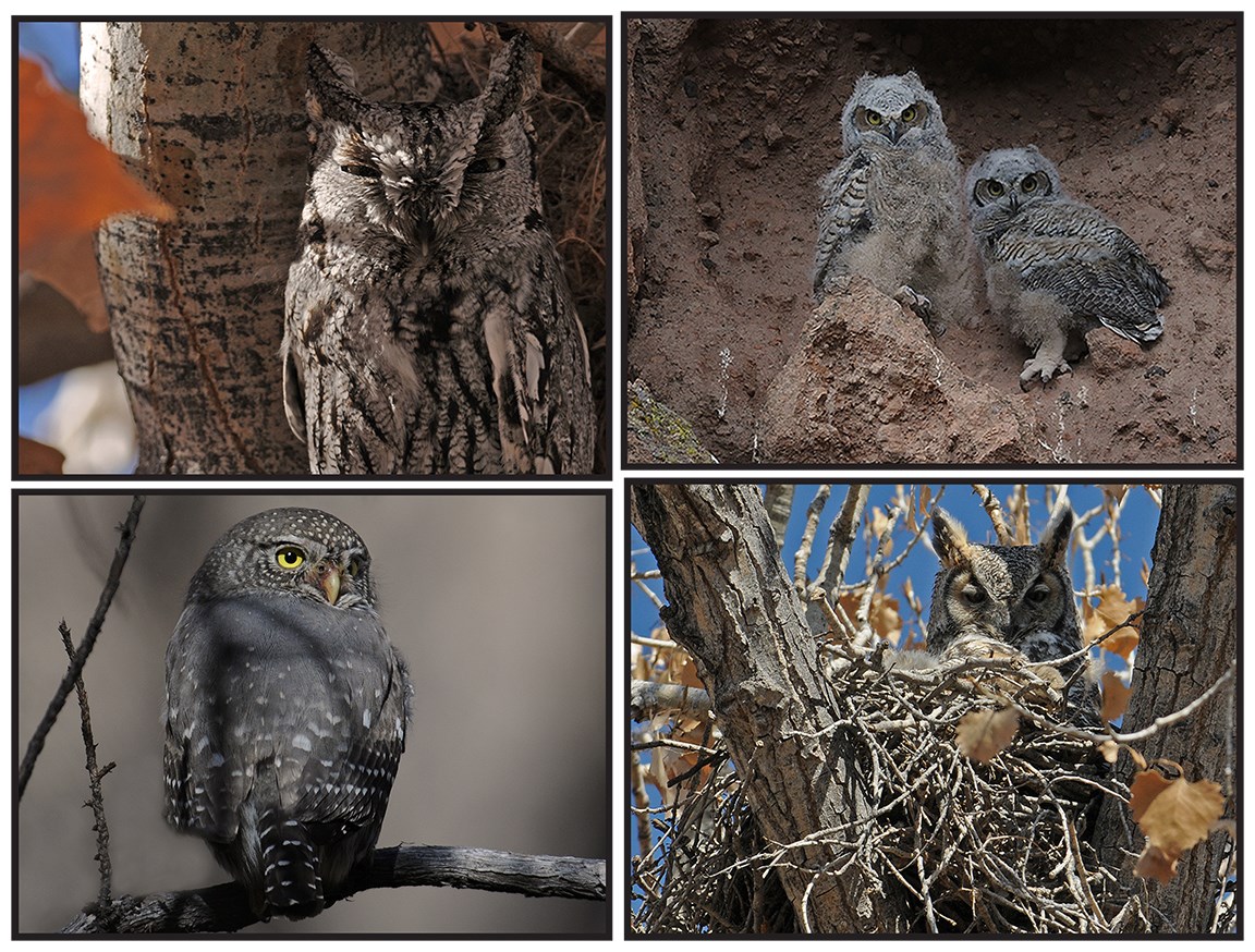 owls