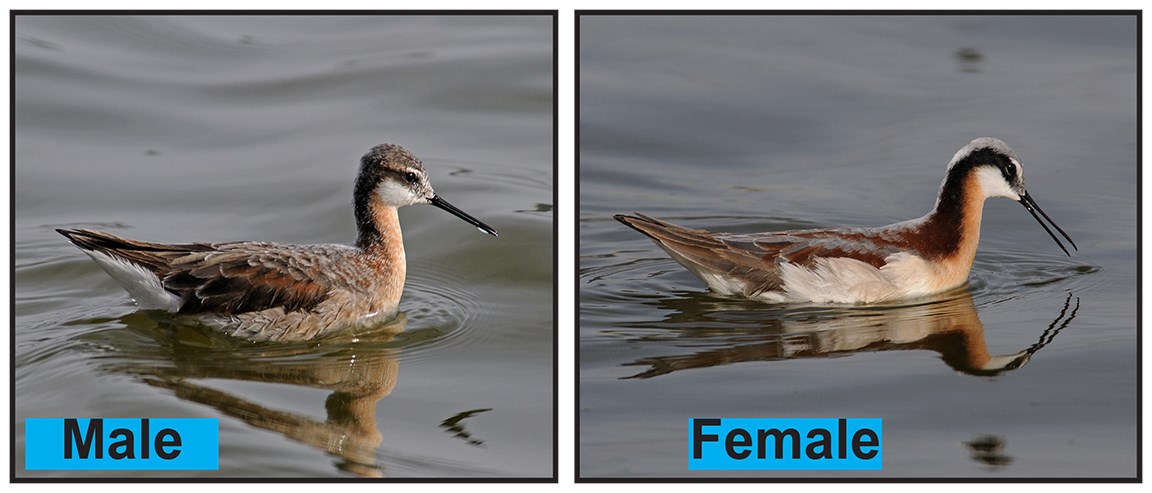two birds, one male one female, swim in the reflective water