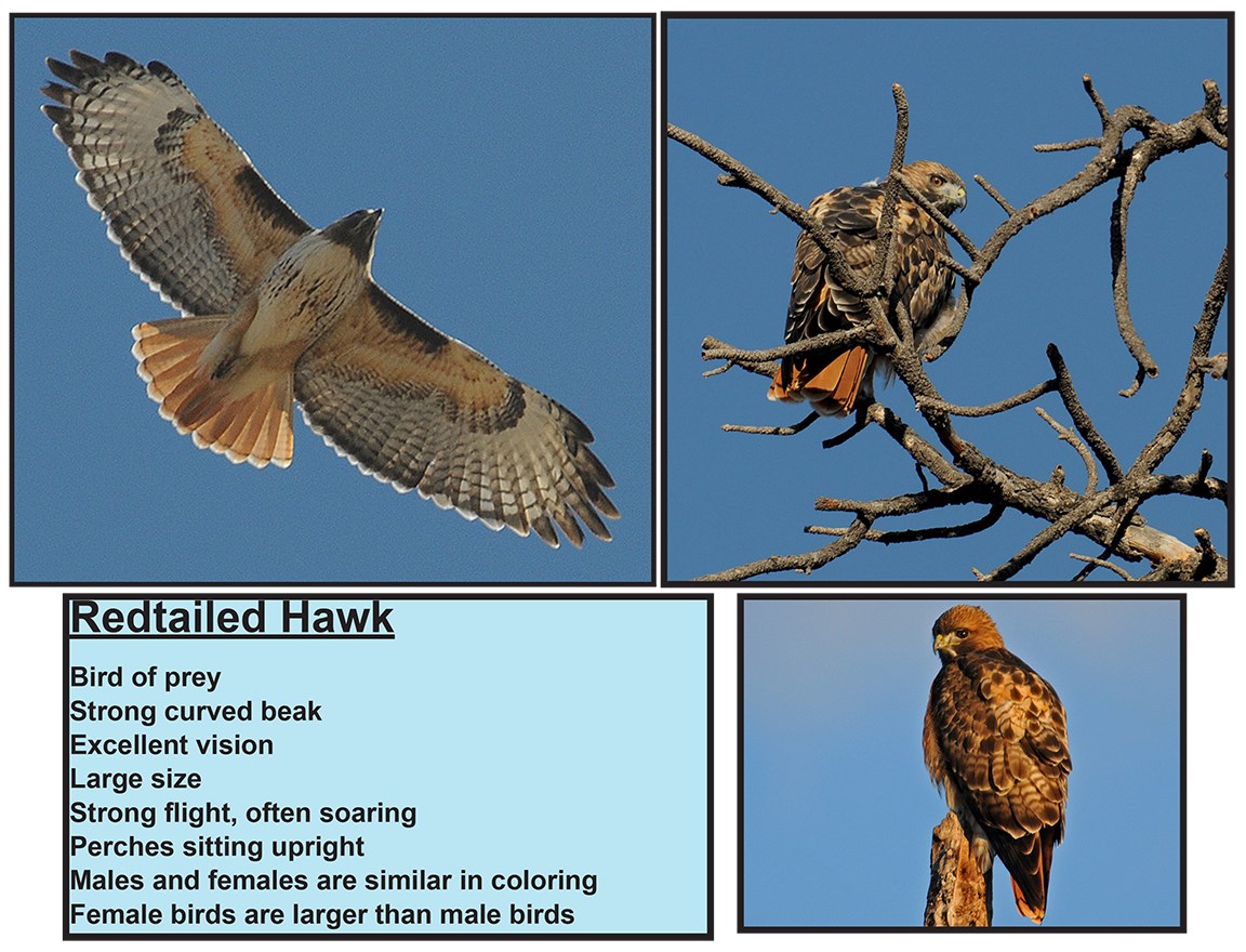 redtail hawk information