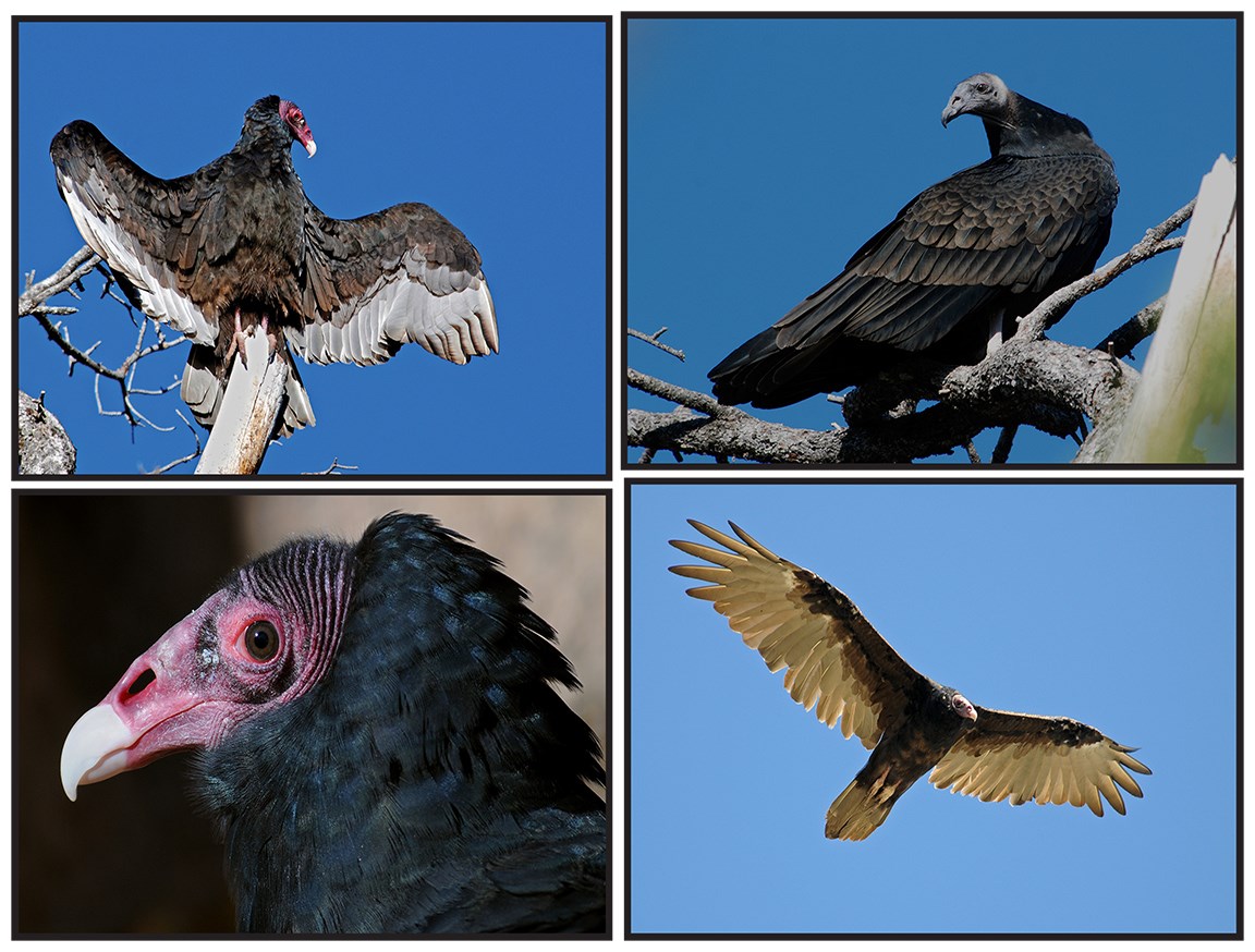 turkey vultures
