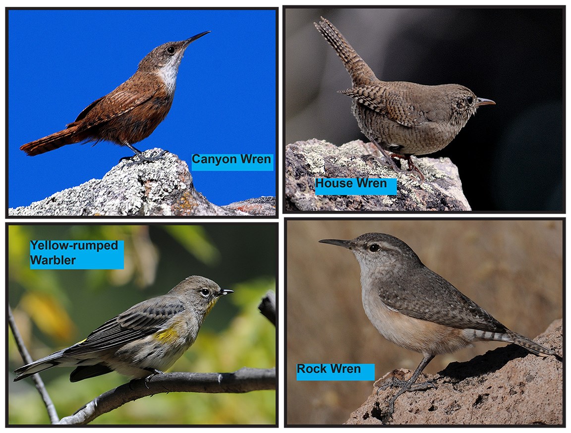 wrens with identification