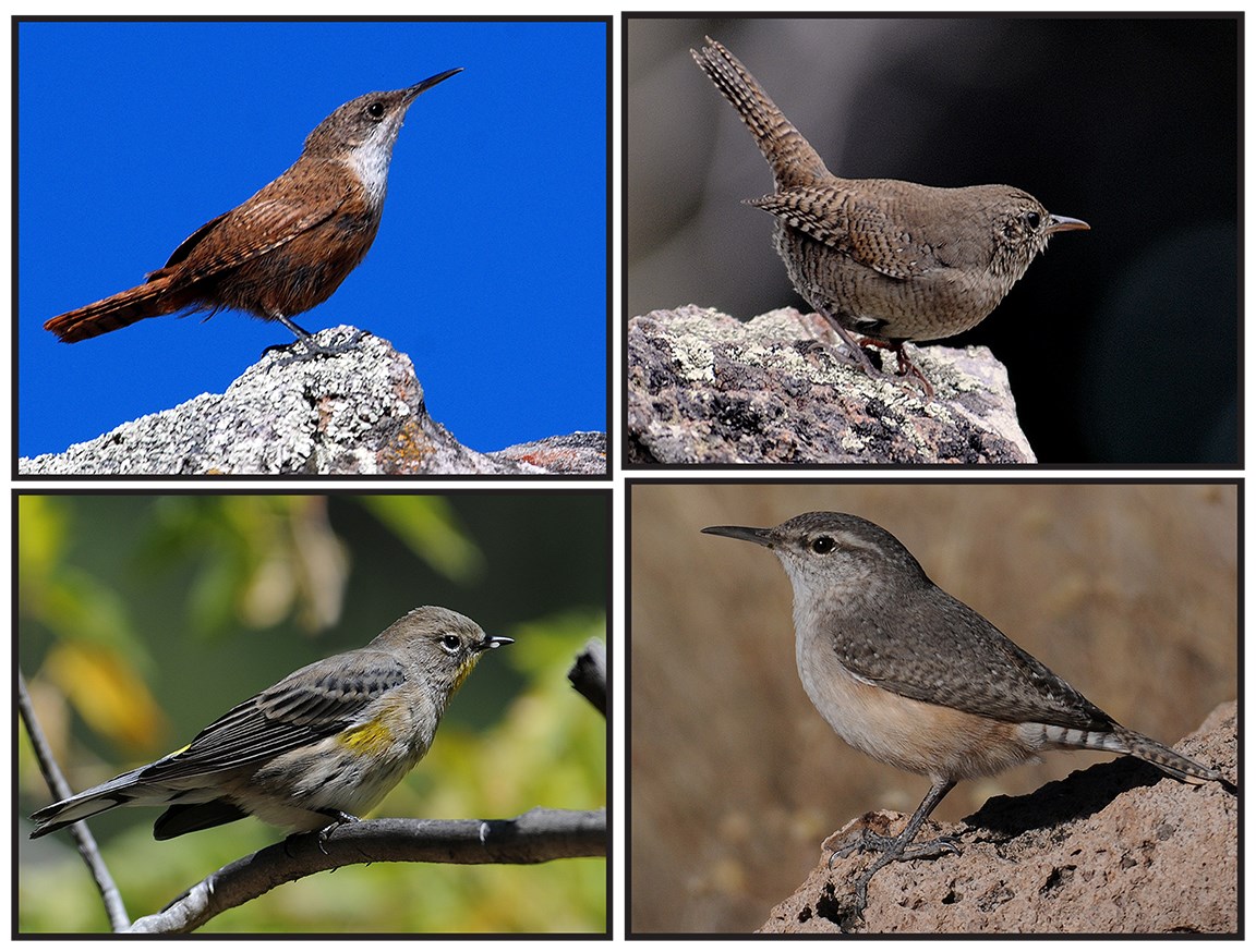 Wrens