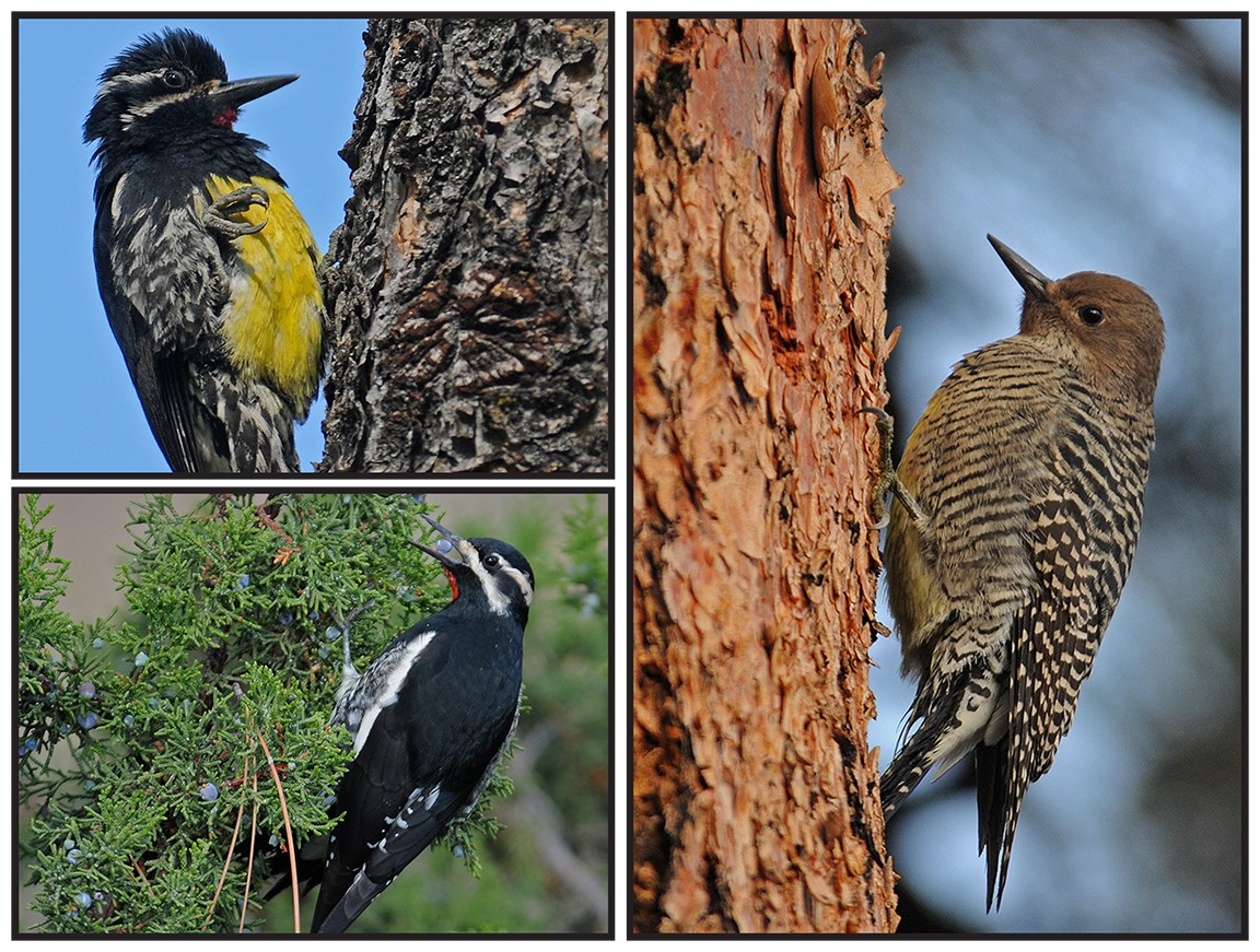 williamson sapsucker