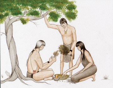 collecting native plants