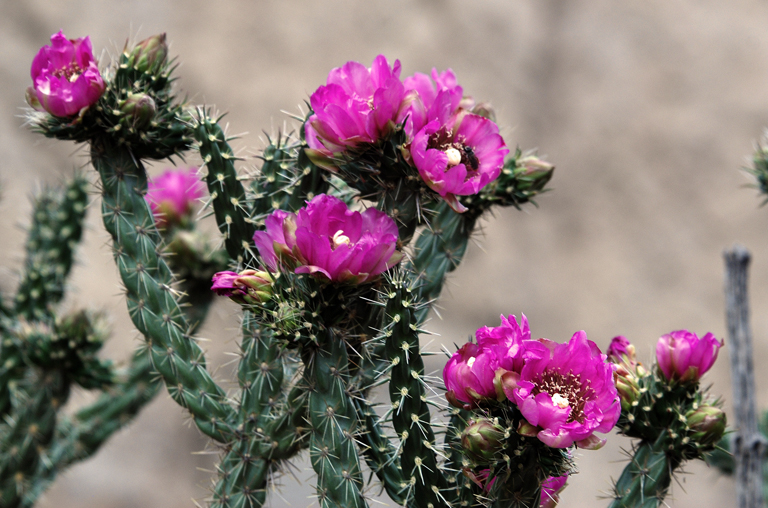 Ancestral Pueblo Native Plant Use Bandelier National