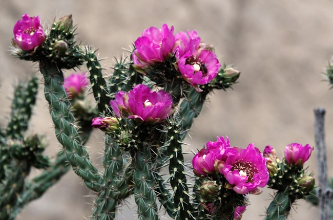 cholla