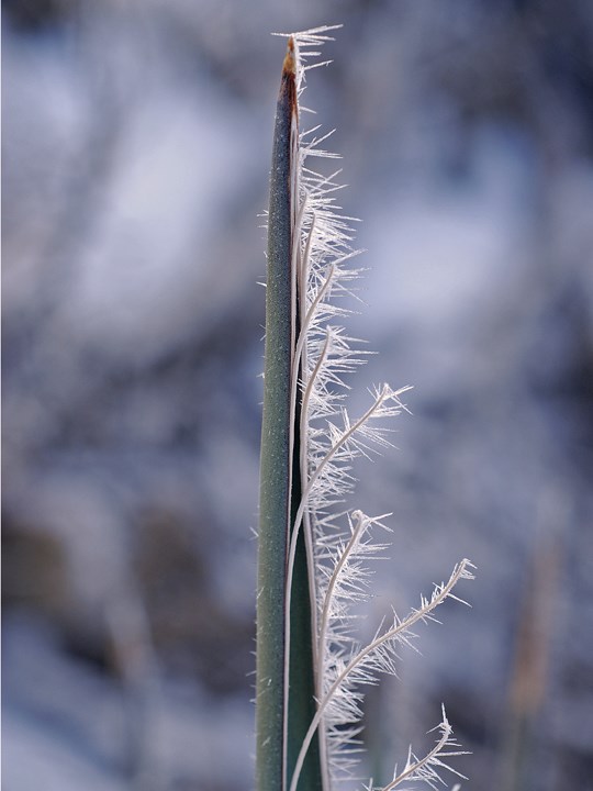 Frosty yucca