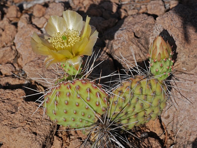 prickly pear with blooms