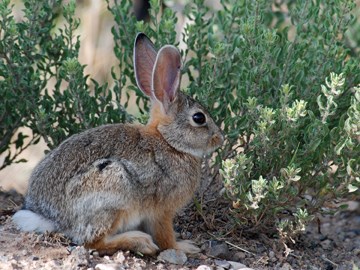 rabbit