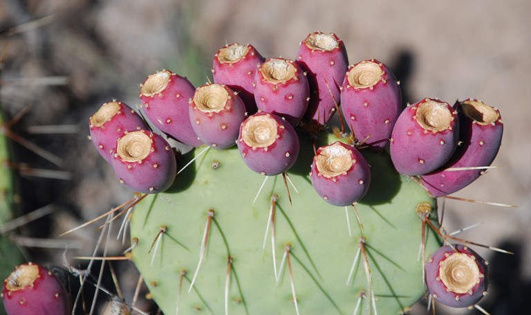 prickly pear fruit