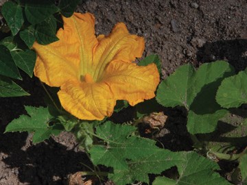 squash blossom