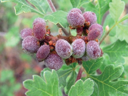 sumac berries