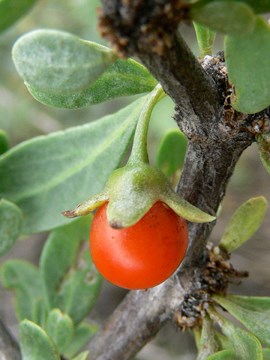 wolfberry