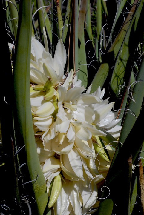 Yucca Flowers