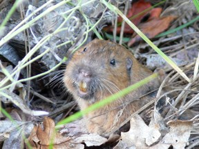 Pocket Gopher Pocket Gopher