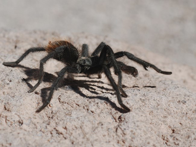 tarantula tarantula