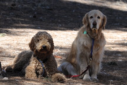 leashed dogs leashed dogs