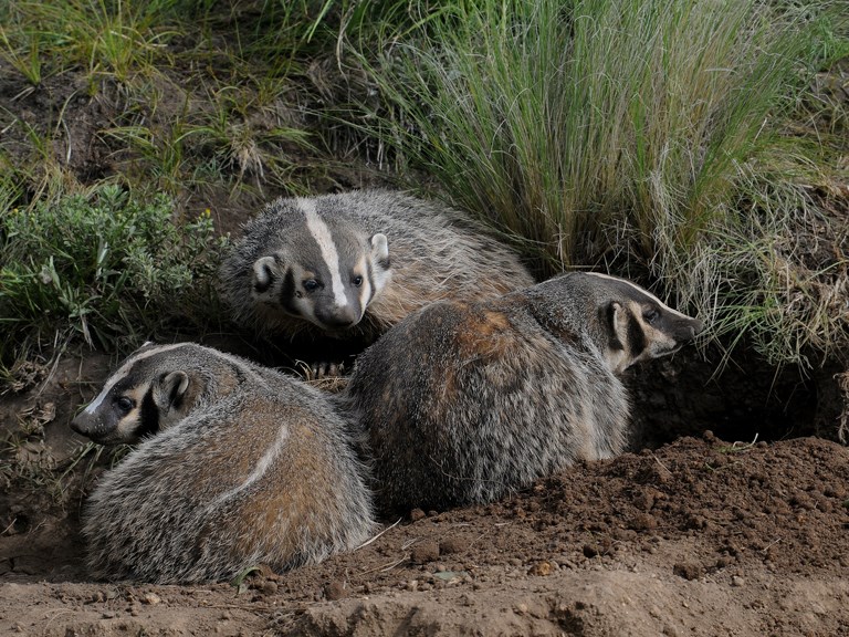 badger family