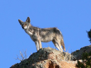 coyote on rocks