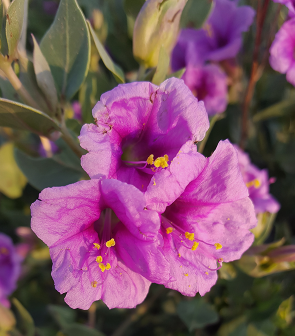 Pink or Purple Flowers - Bandelier National Monument (U.S ...